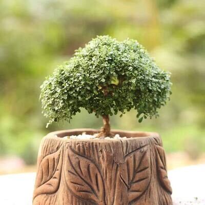 special cutting bonsai with guri pot