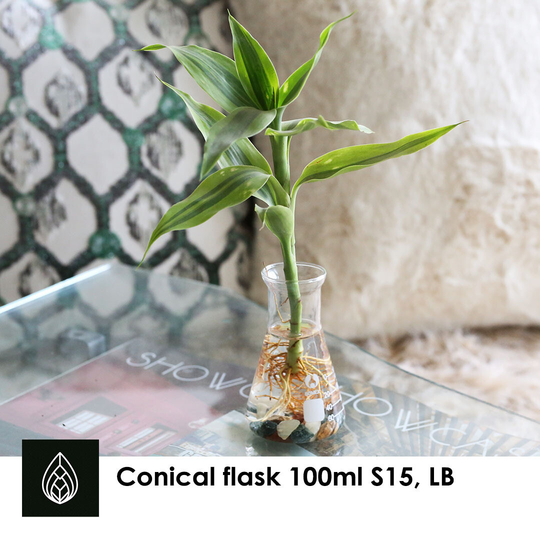 Conical Flask (100ml) with Lucky Bamboo