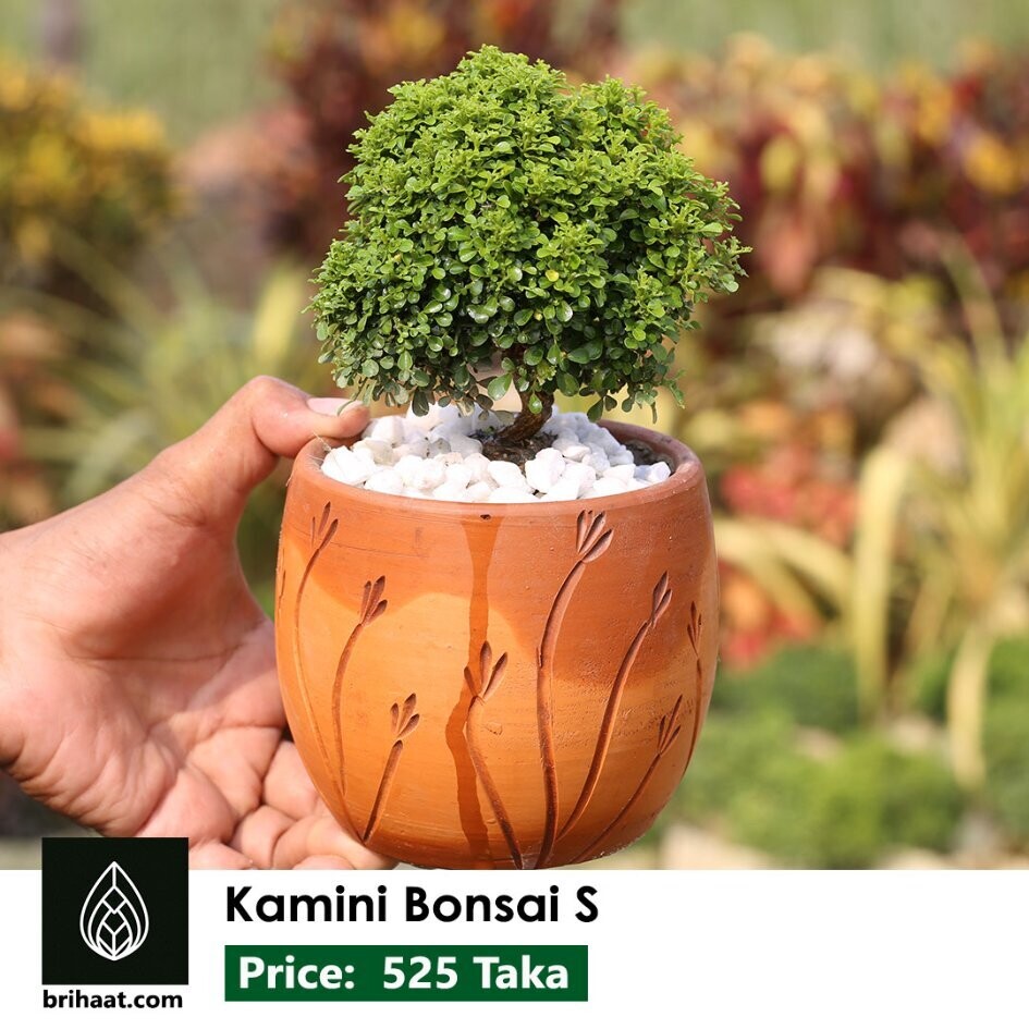 Kamini Bonsai With Clay Tub (Dim Design)