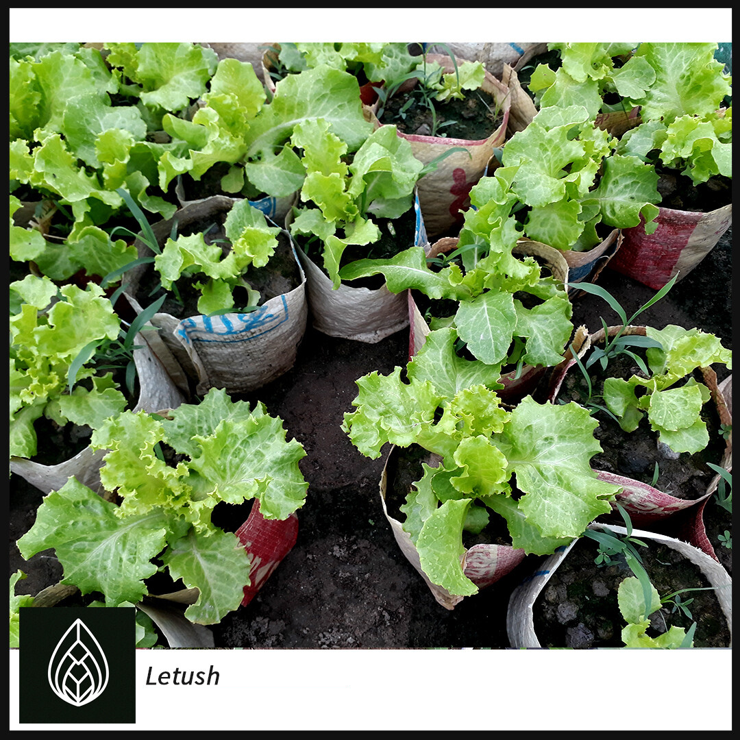 Lettuce (লেটুস)