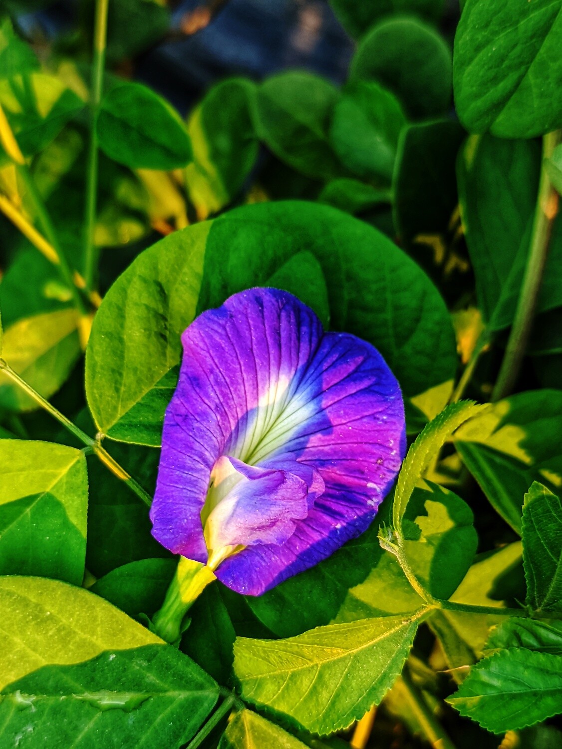 Oporajita Single Petal P8 | অপরাজিতা