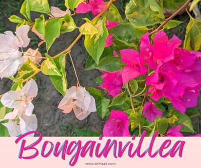 Bougainvillea/ Bagan Bilash (বাগান বিলাস) 2 in 1