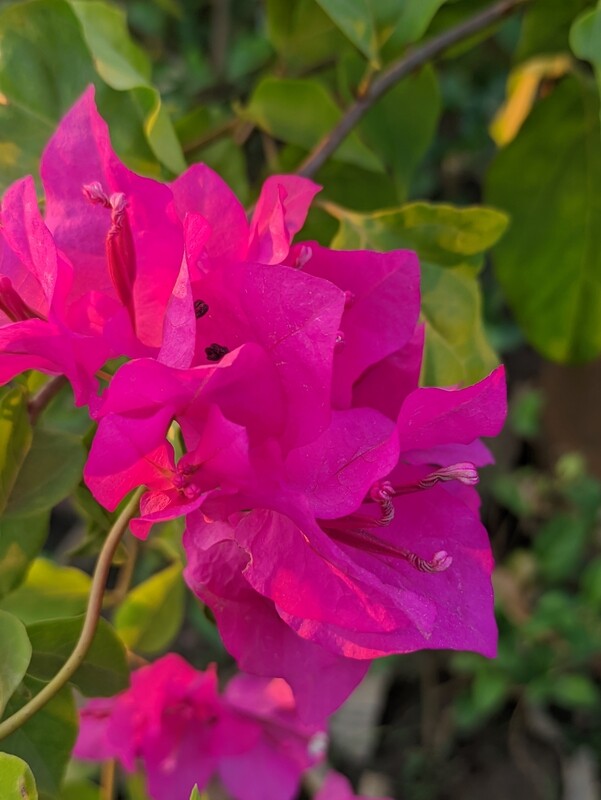 Bougainvillea/ Bagan Bilash (বাগান বিলাস) 2 in 1