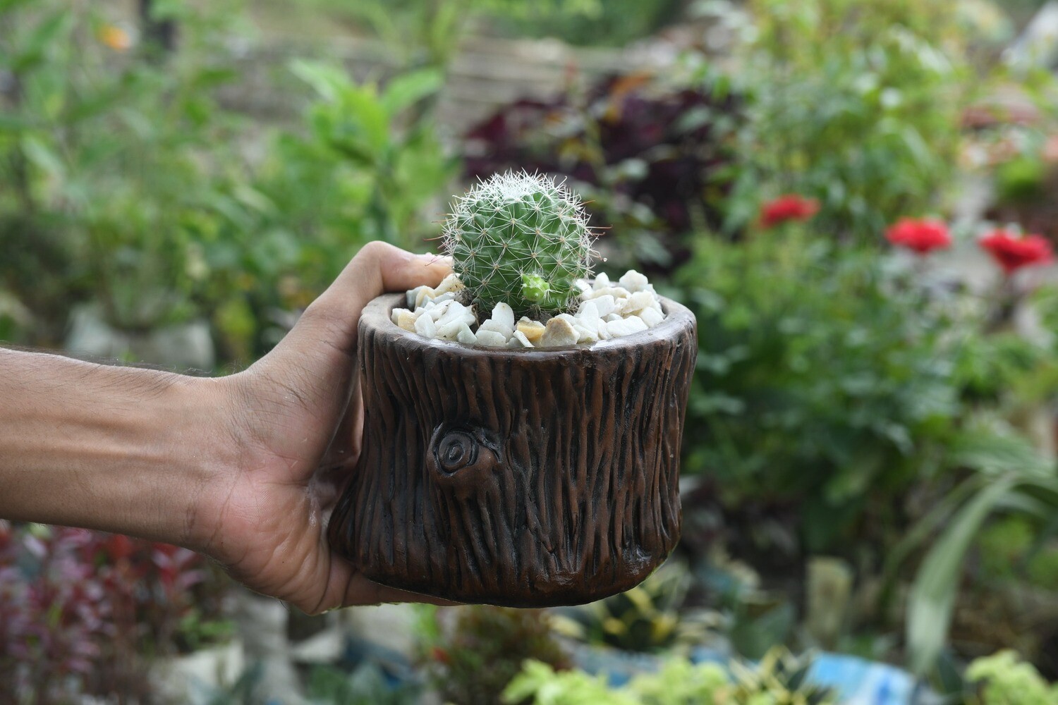 Ball cactus (T2) with Gacher guri Tub