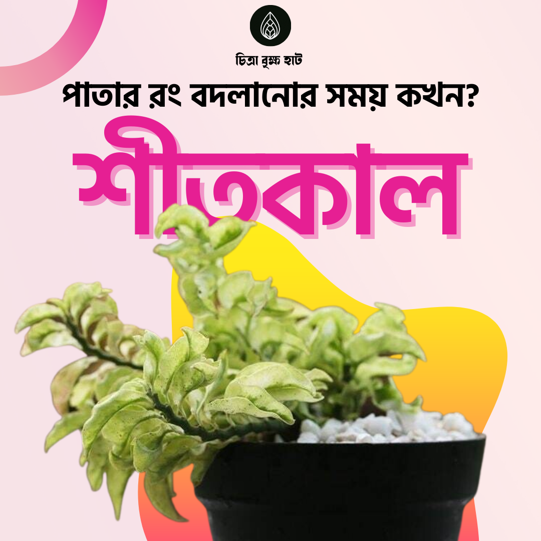 Chita Lota (চিতা লতা) / Pedilanthus &quot;Curly Pink&quot;