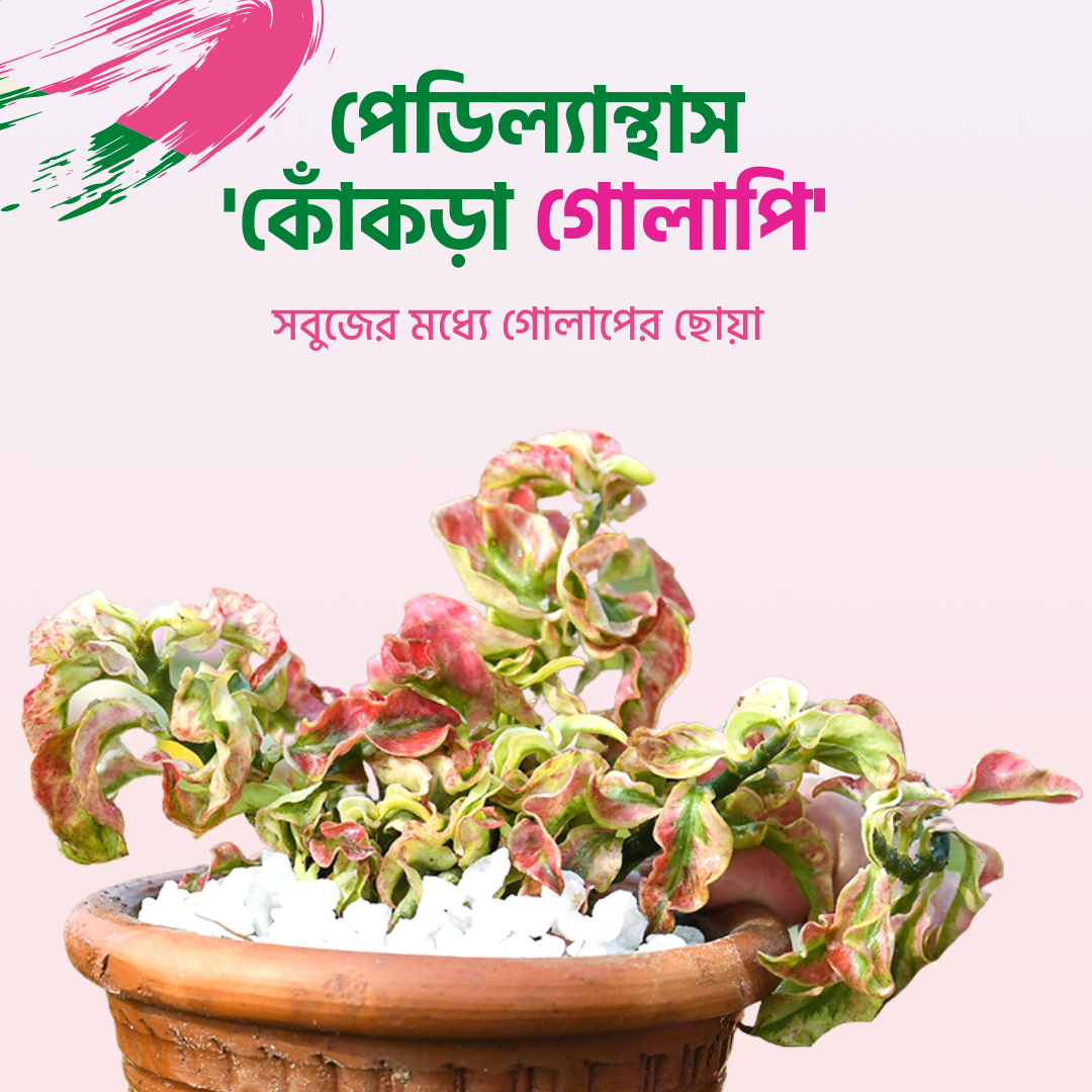 Chita Lota (চিতা লতা) / Pedilanthus &quot;Curly Pink&quot;