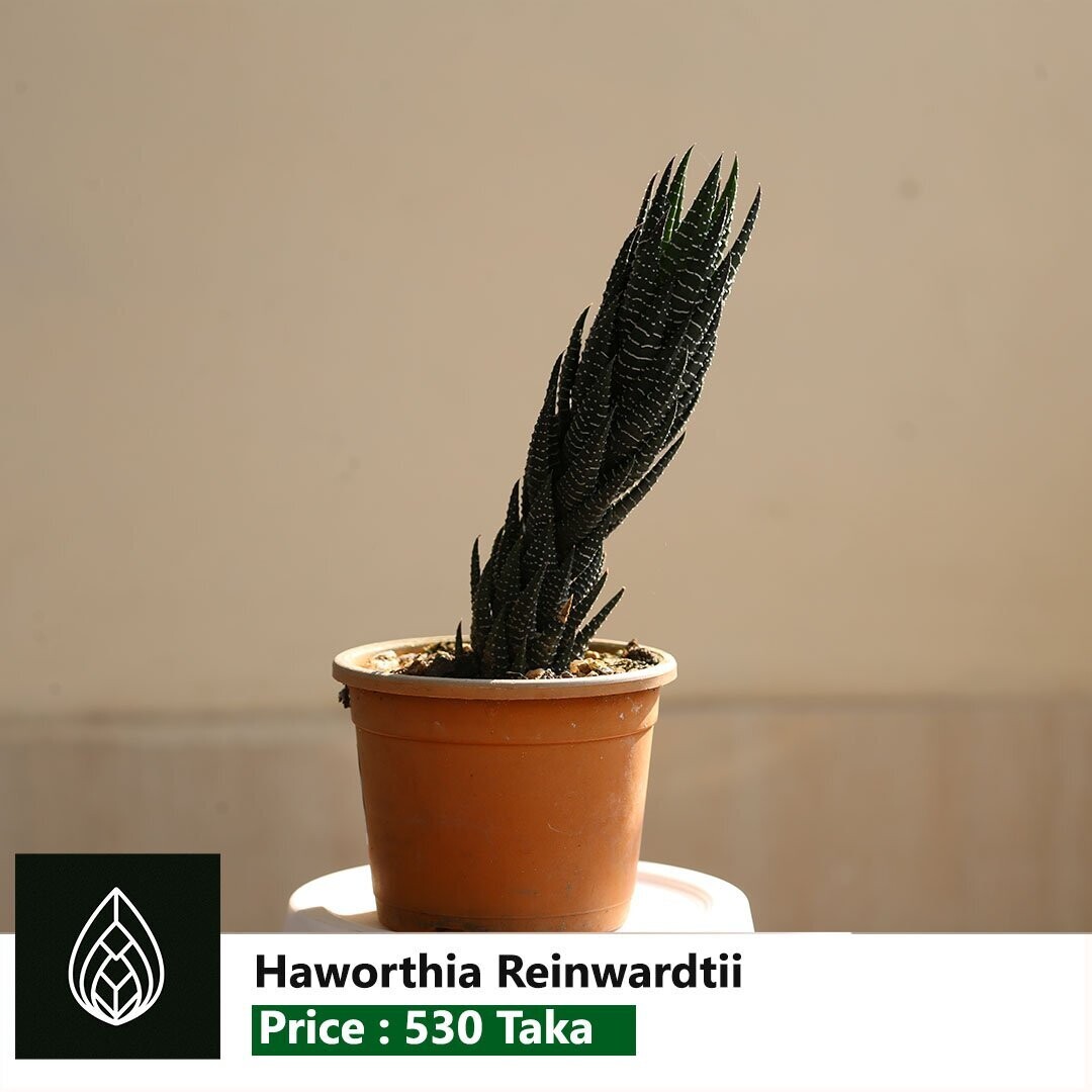 Haworthia Reinwardtii