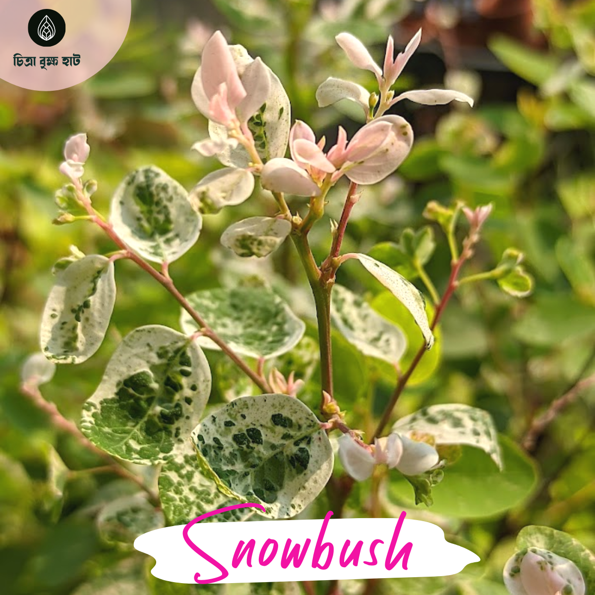Snowbush Plant (স্নো বুশ)