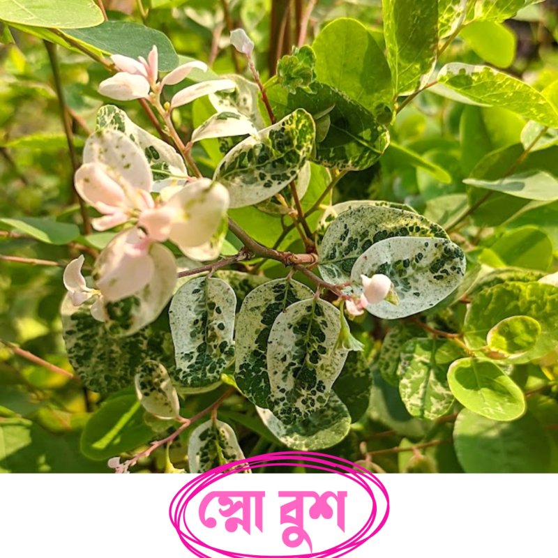 Snowbush Plant (স্নো বুশ)