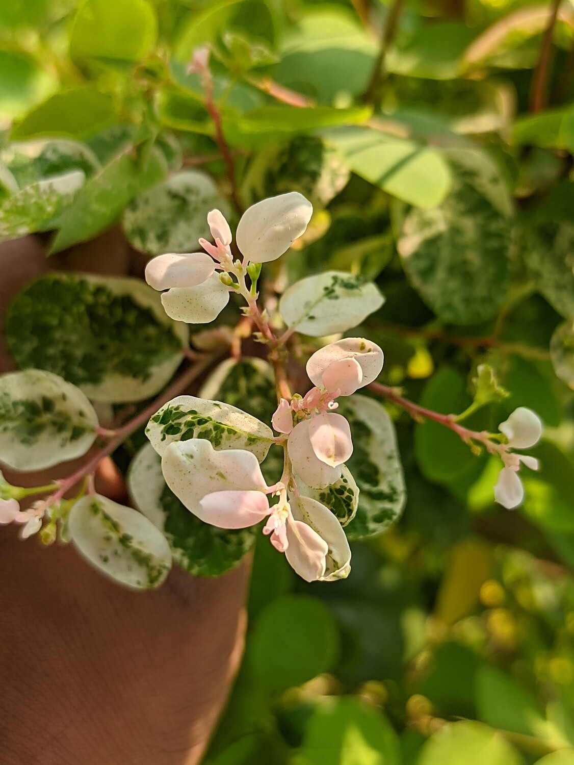 Snowbush Plant (স্নো বুশ)