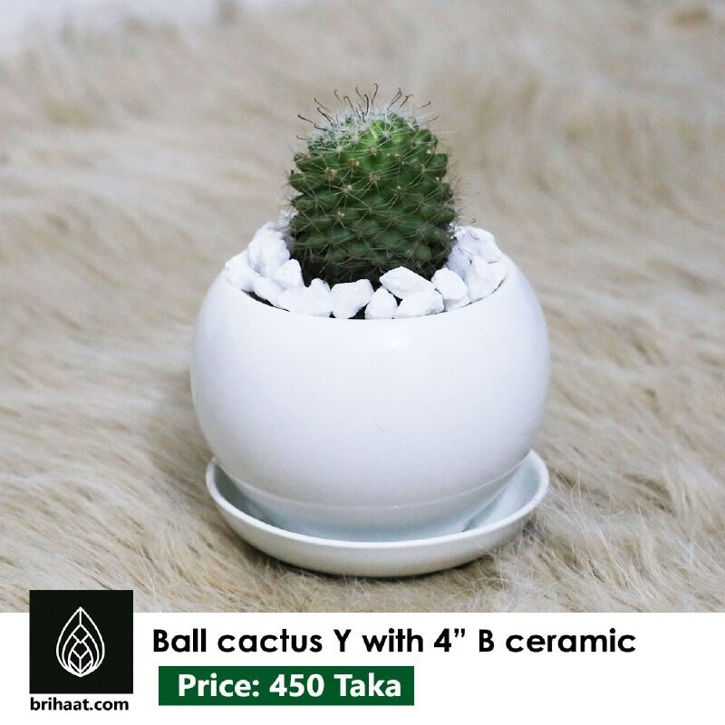 Ball cactus Y with 4'' B Ceramic
