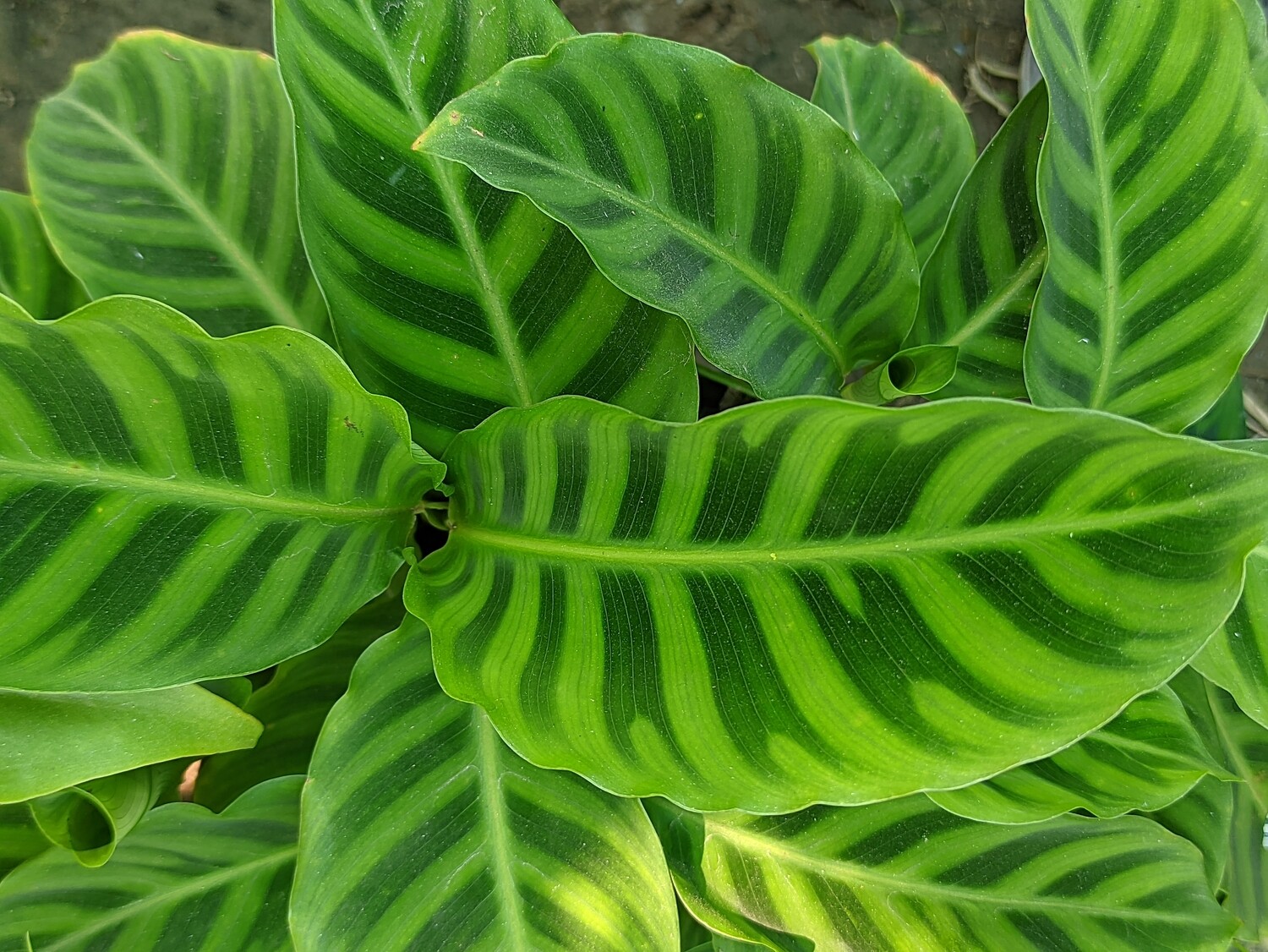 Calathea Zebrina (Zebra Plant) | জেব্রা গাছ