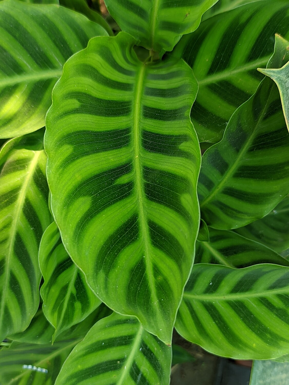 Calathea Zebrina (Zebra Plant) | জেব্রা গাছ