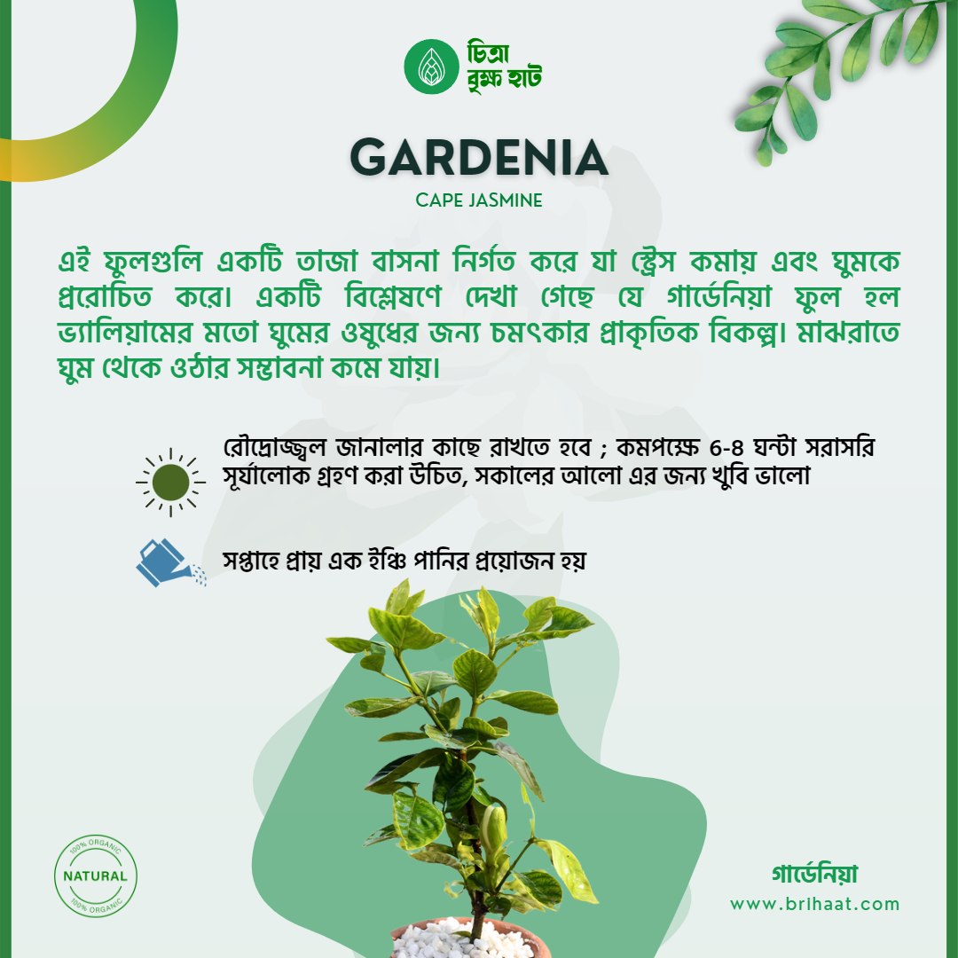 Good Sleep Package (4 Plants)