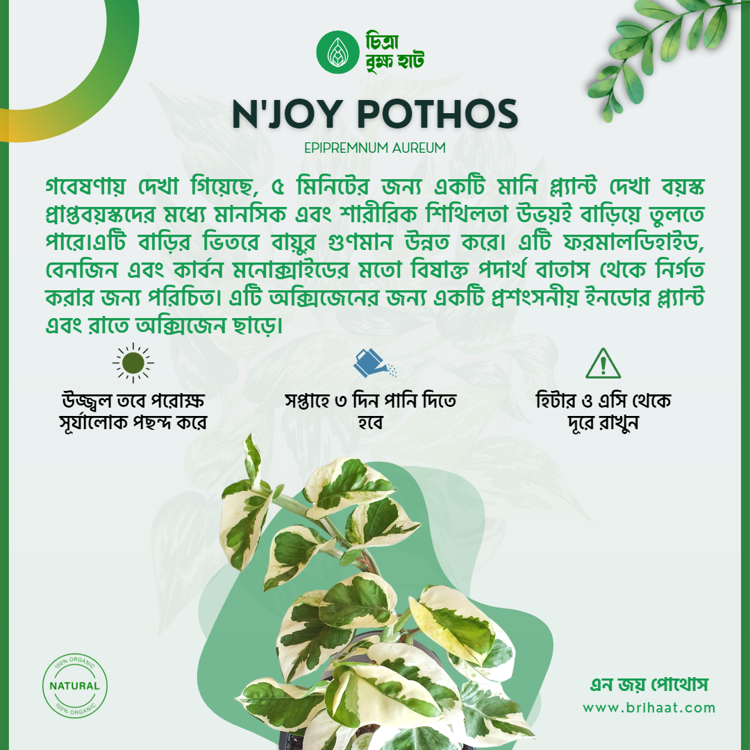 Good Sleep Package (4 Plants)