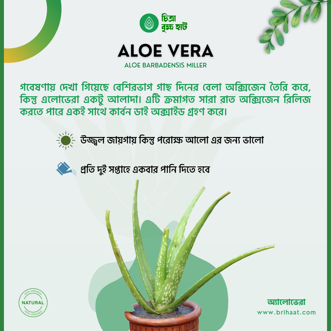 Good Sleep Package (4 Plants)