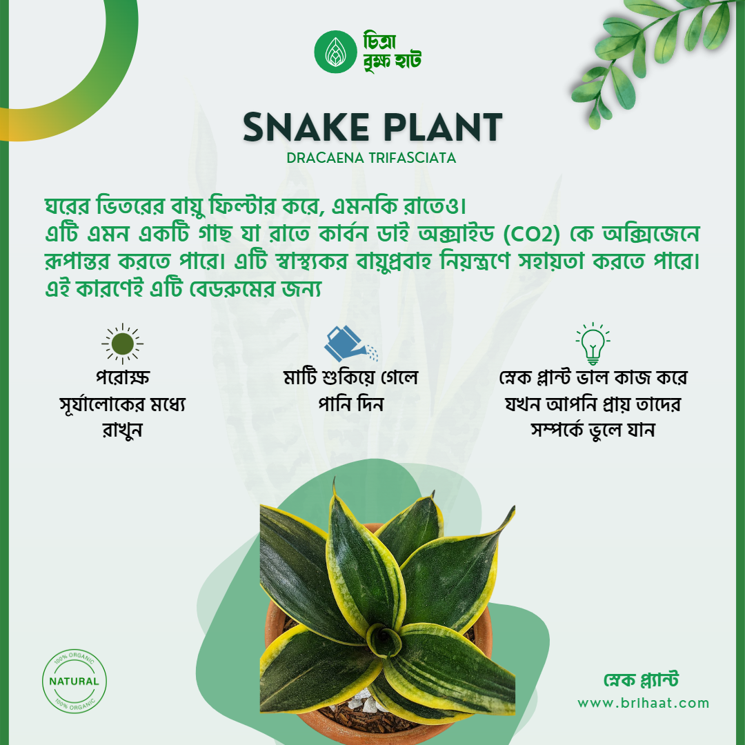 Good Sleep Package (4 Plants)