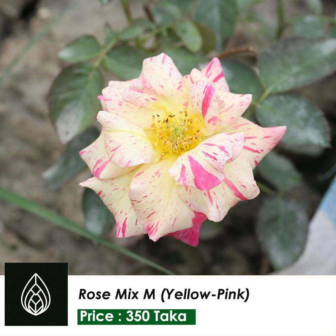 Rose Mix Color M (Yellow -Pink)