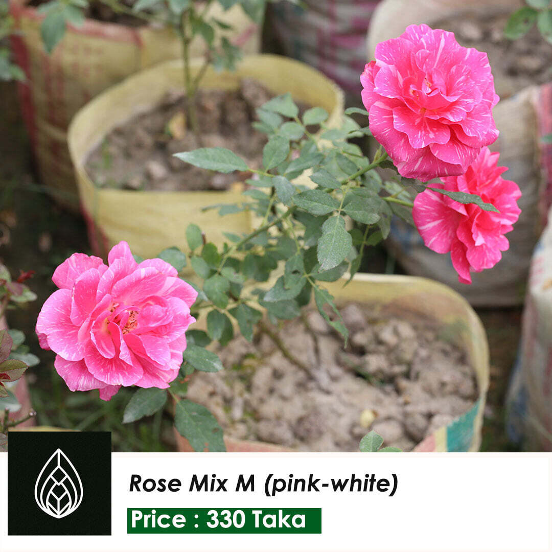 Rose Mix Color M (White-Pink)