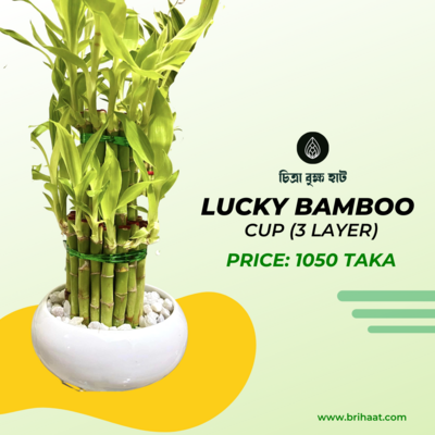 Lucky Bamboo 2 Layer (Cup Shape Pot)
