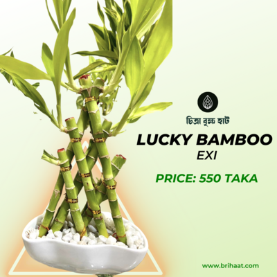 Lucky Bamboo EXI
