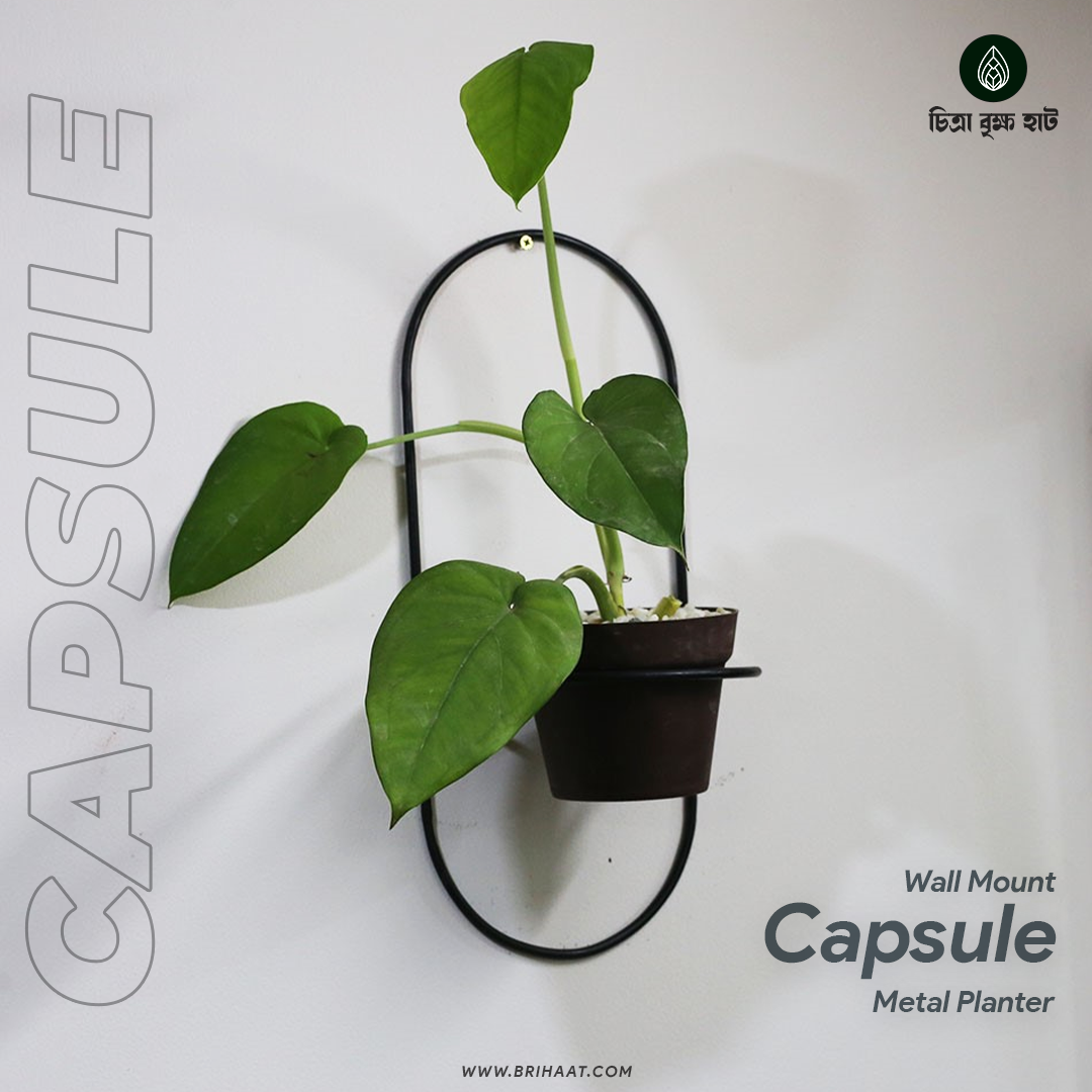 Capsule (Wall Mount Metal Planter)