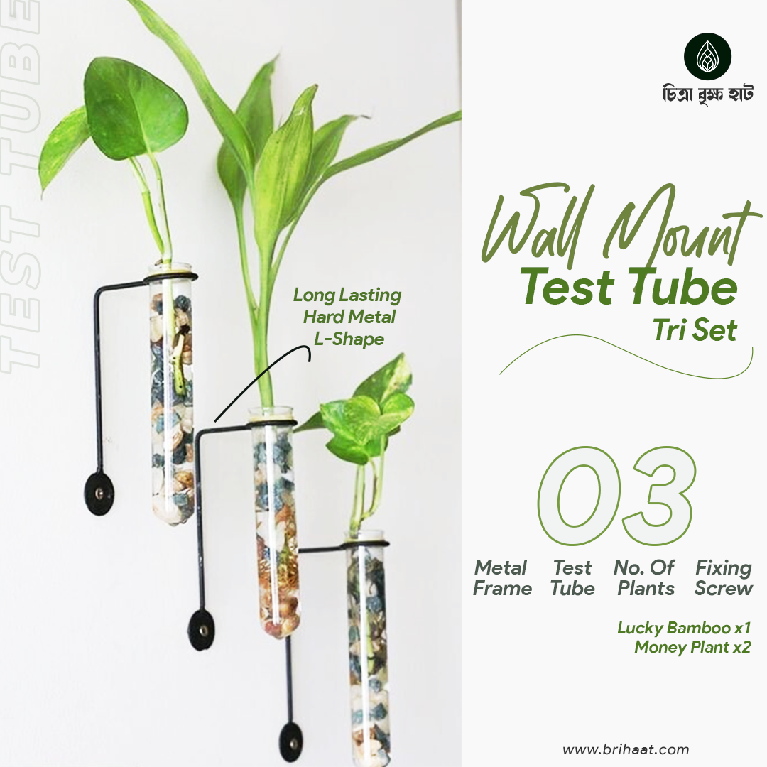 Wall Hanging Test Tube (Tri Set) With Plants