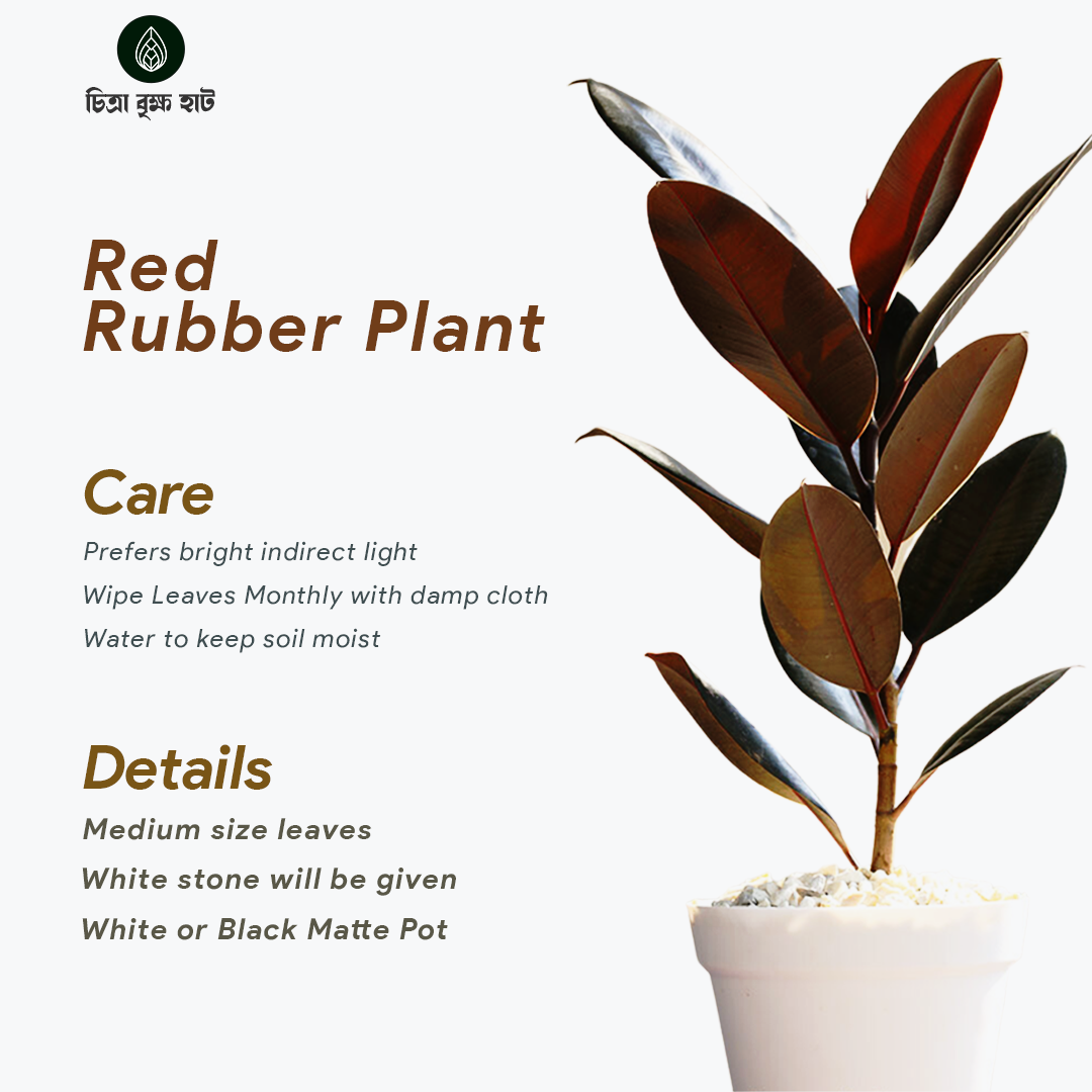 New Home Indoor Pack-1  (10 Plants)