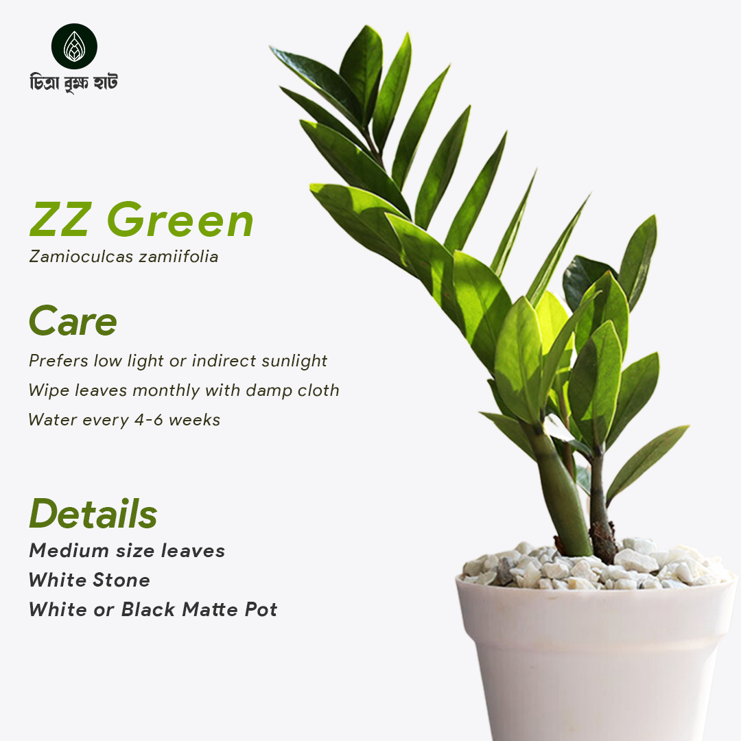 New Home Indoor Pack-1  (10 Plants)