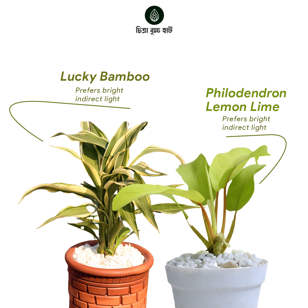 New Home Indoor Pack -2 (8 Plants)
