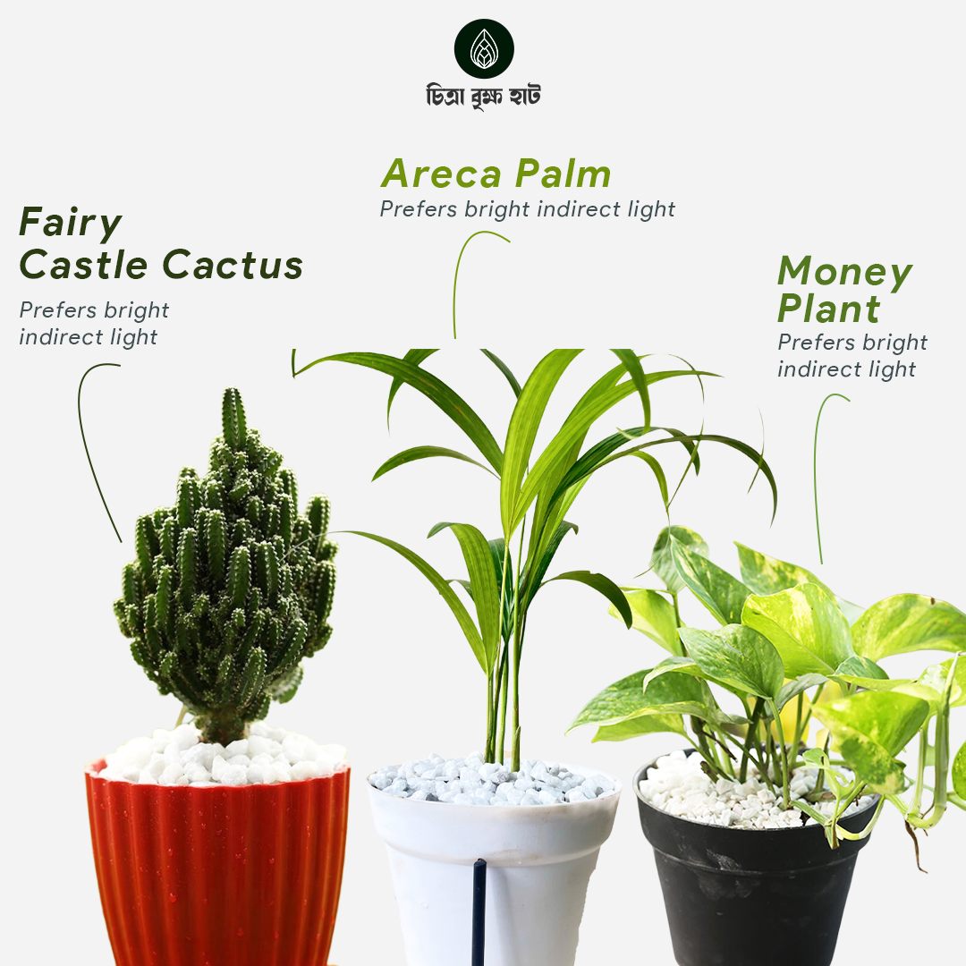 New Home Indoor Pack -2 (8 Plants)
