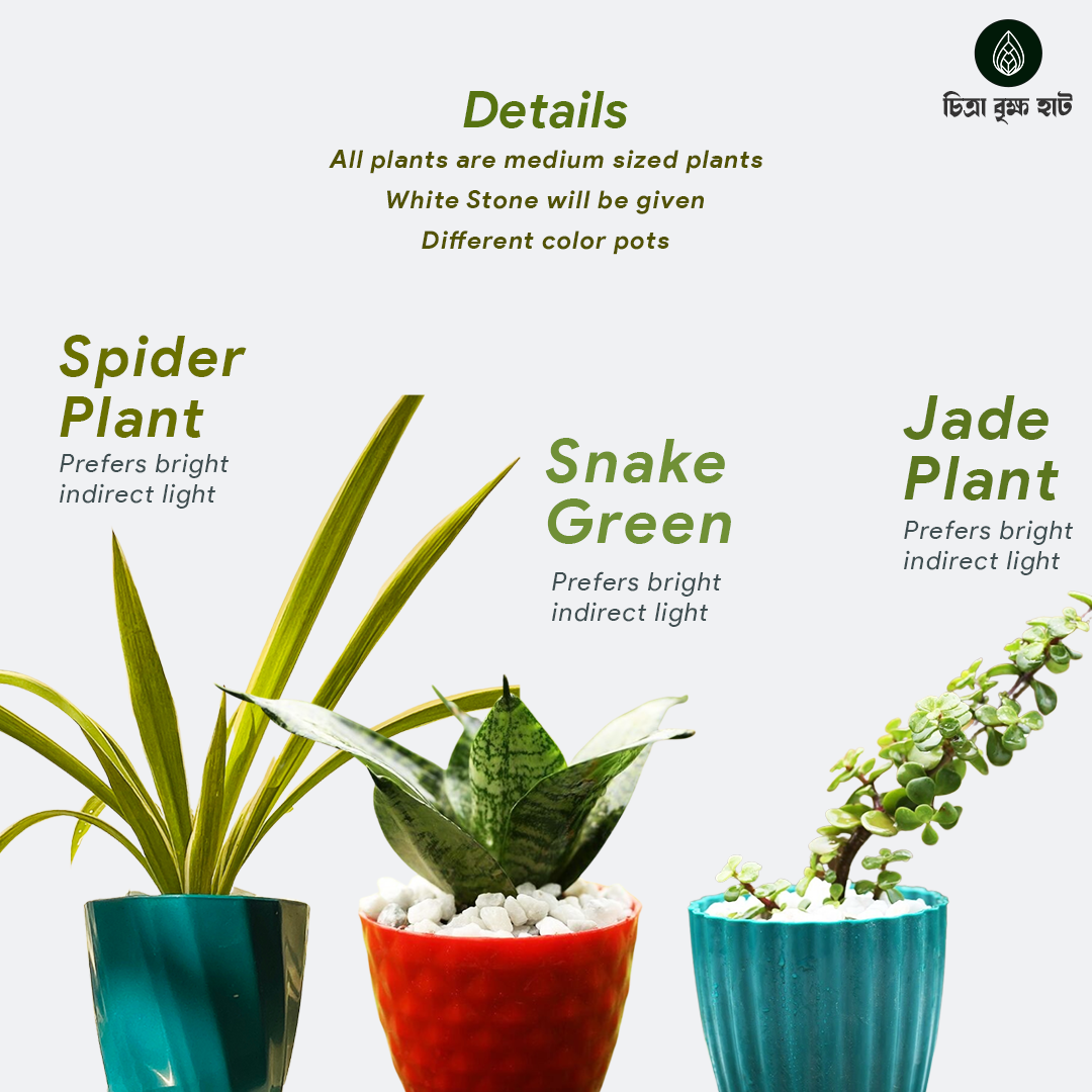 New Home Indoor Pack -2 (8 Plants)