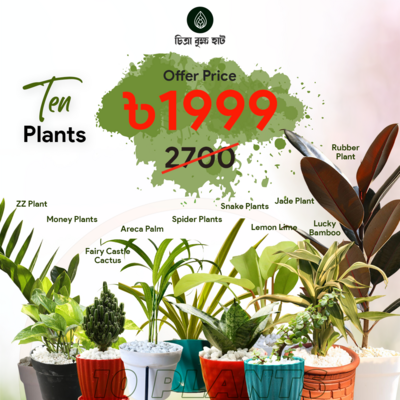 New Home Indoor Pack-1 (10 Plants)