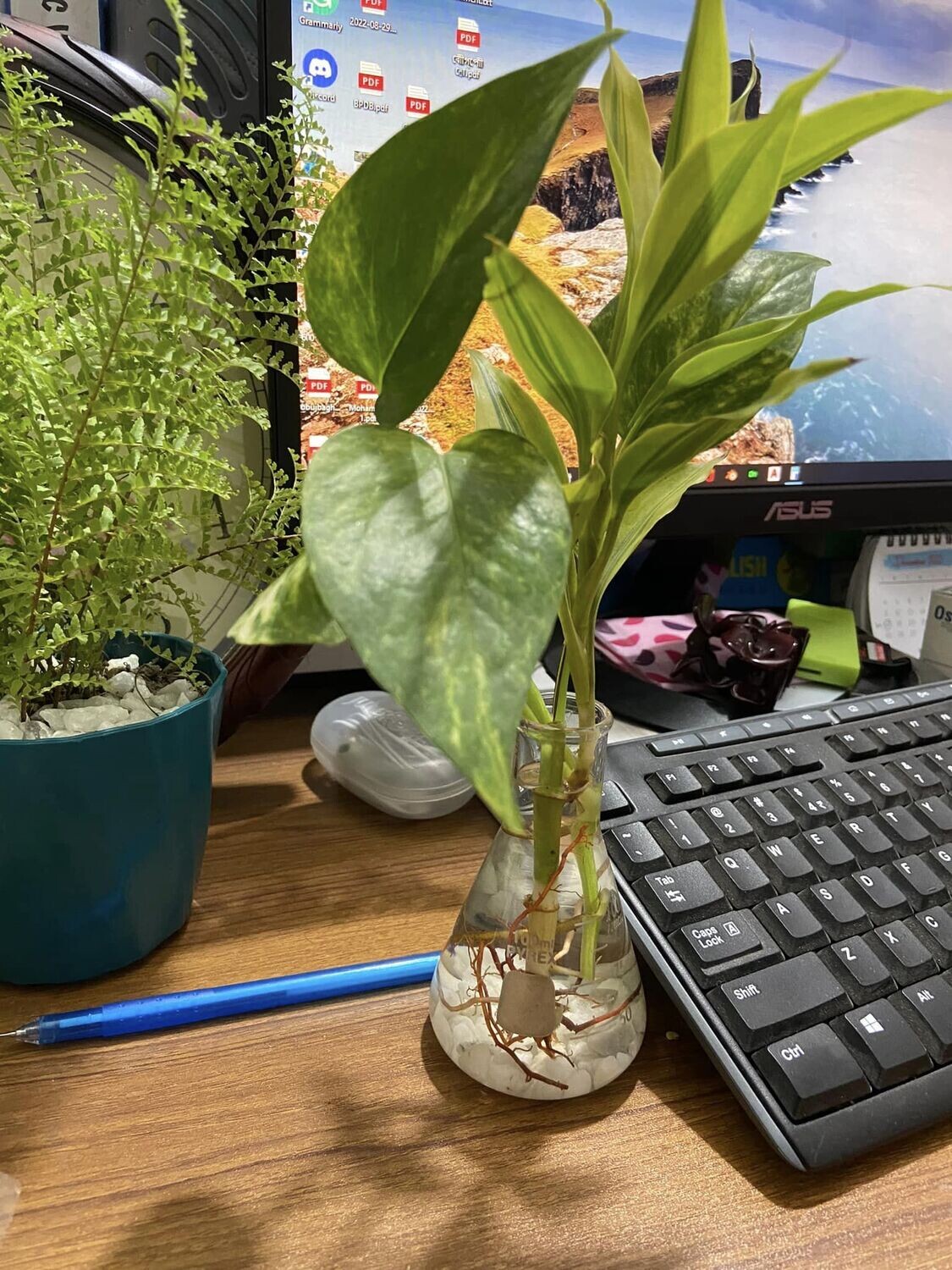 Simple is Gorgeous Combo | Lucky Bamboo &amp; Money Plant Combo