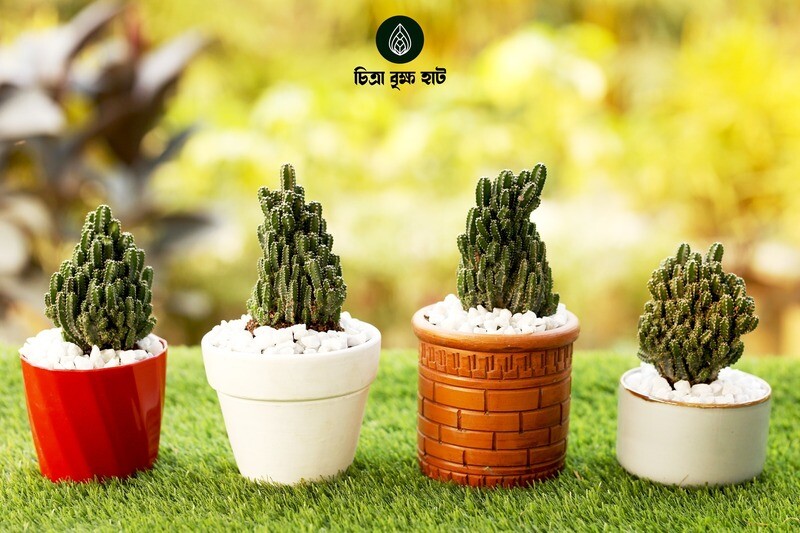 Fairy Castle Cactus Set (4 Plants)