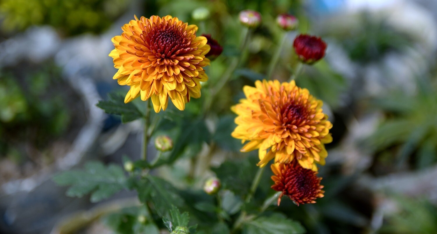 Winter Flower Package