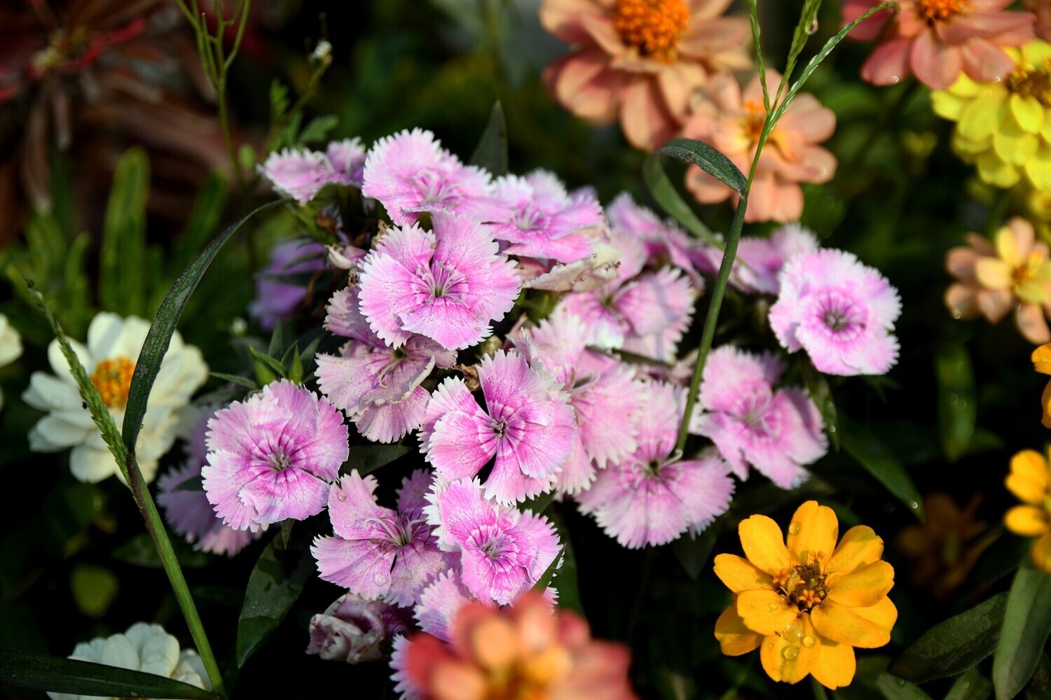 Winter Flower Package