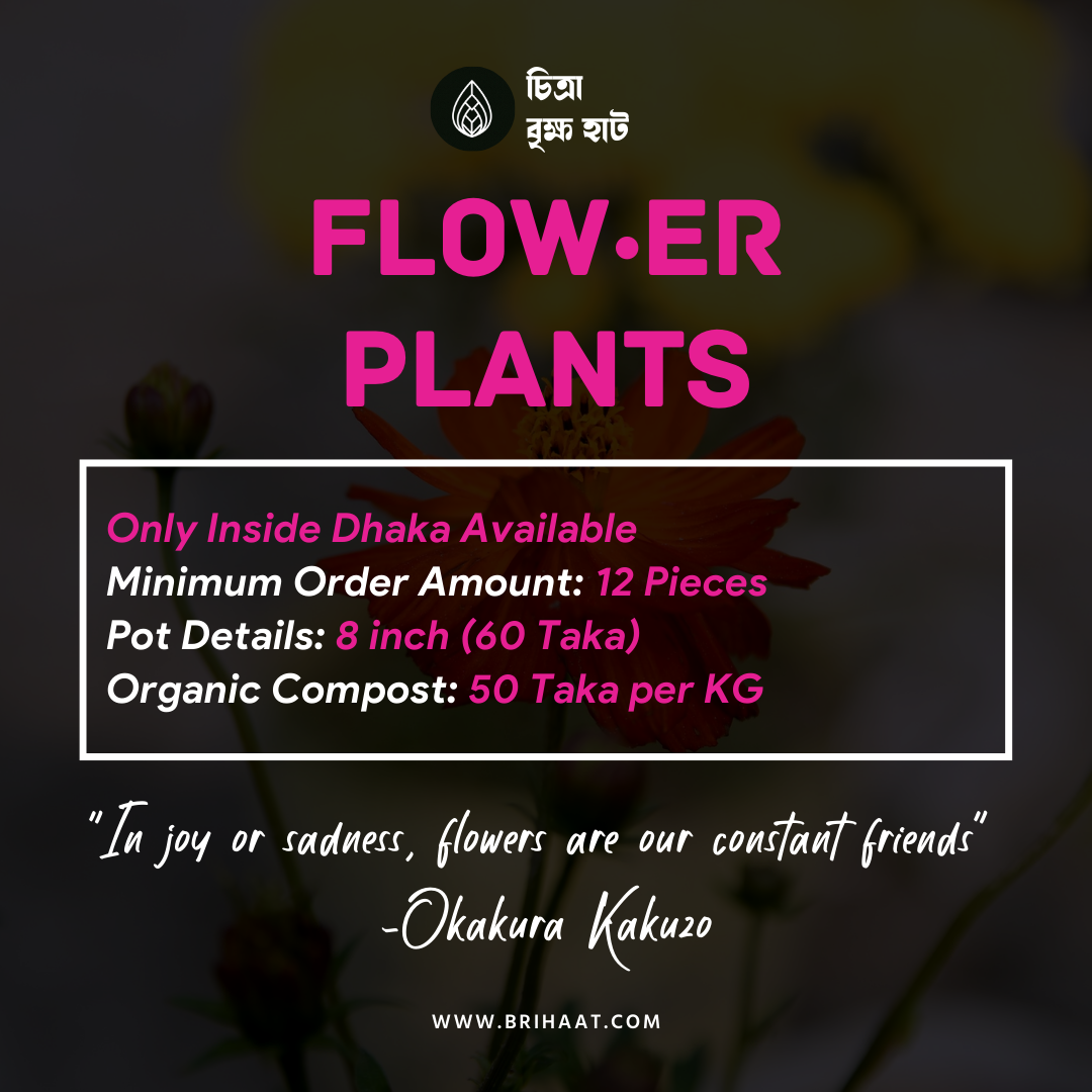 Winter Flower Package