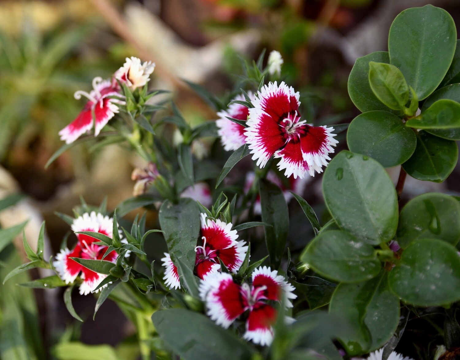 Winter Flower Package