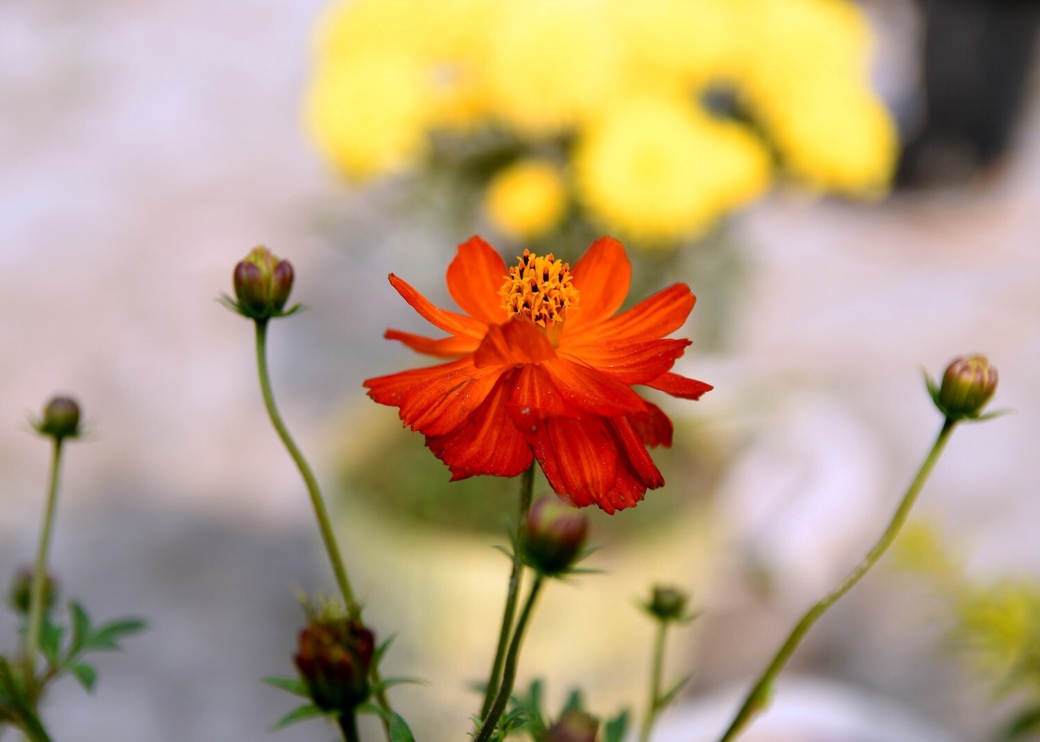 Winter Flower Package