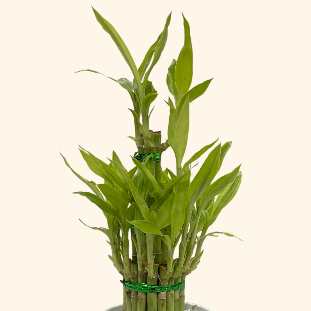 Lucky Bamboo (3 Layers, Ceramic Pot &amp; Metal Stand)