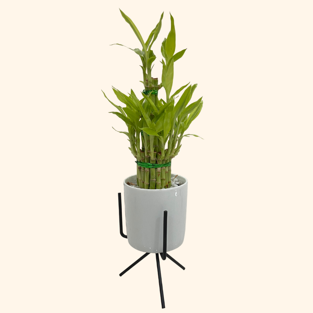 Lucky Bamboo (3 Layers, Ceramic Pot &amp; Metal Stand)