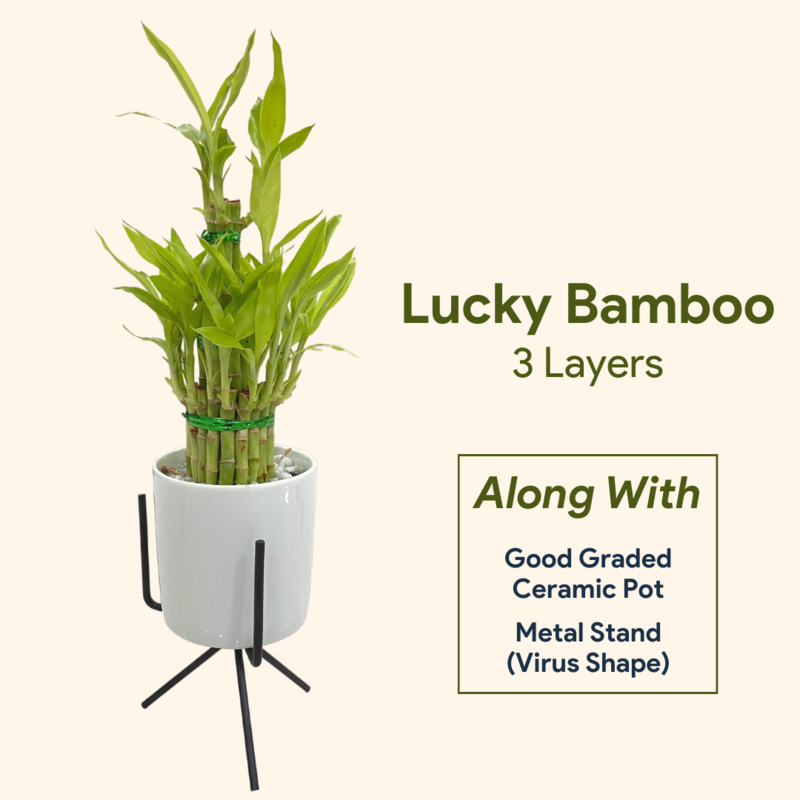 Lucky Bamboo (3 Layers, Ceramic Pot & Metal Stand)