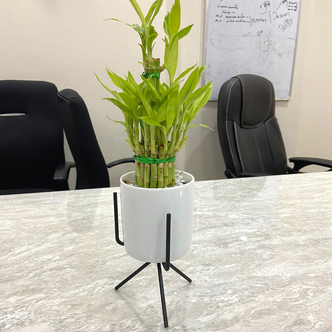 Lucky Bamboo (3 Layers, Ceramic Pot &amp; Metal Stand)