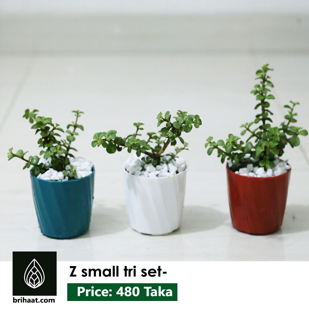 Z (Jade) Plant Tri Set (3 Plants)