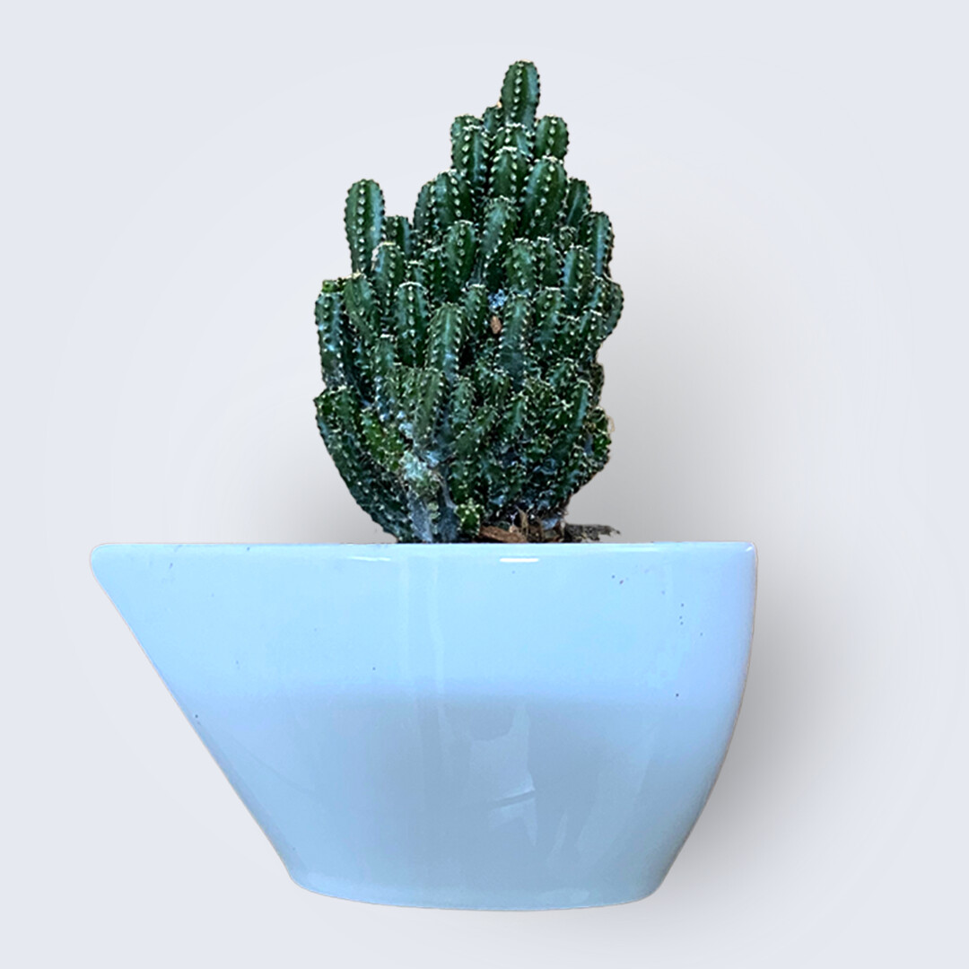 Fairy Castle Cactus with Special Ceramic Tub