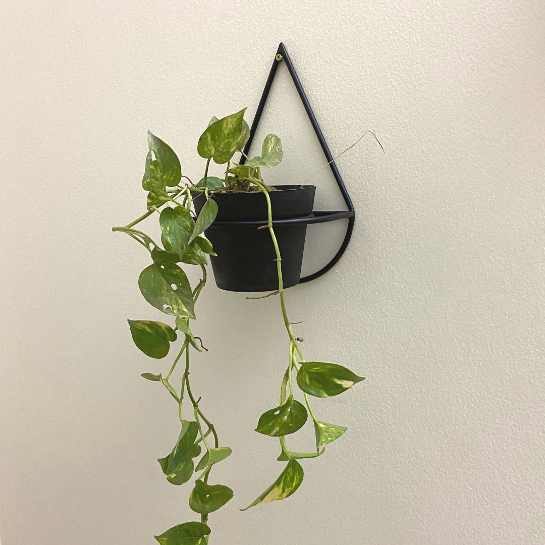 Wall Mount Metal Planter (Droplet Shape) with Pothos Plant