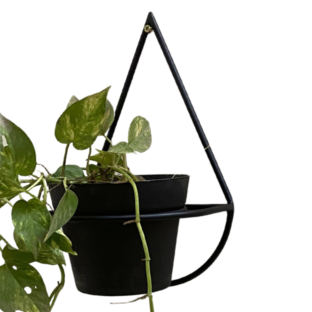 Wall Mount Metal Planter (Droplet Shape) with Pothos Plant