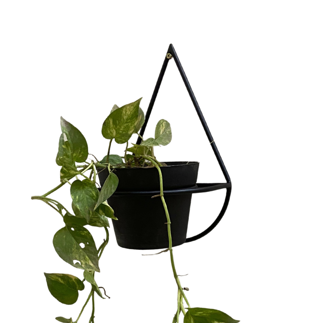 Wall Mount Metal Planter (Droplet Shape) with Pothos Plant