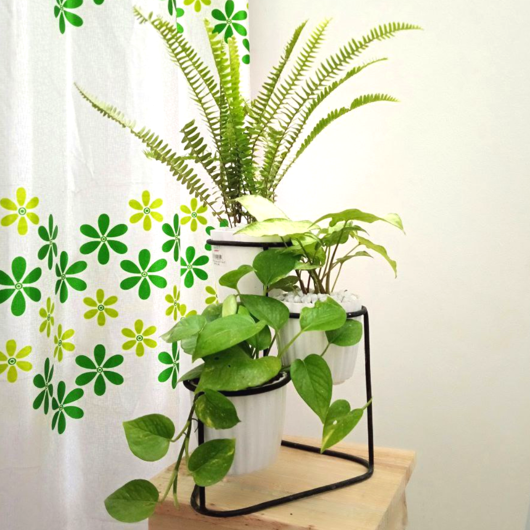 3 in 1 Desk Metal Stand with Pothos, Lemon Lime & Fern